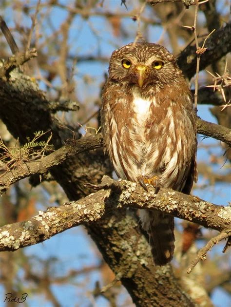 Ferruginous Pygmy-Owl by Romydb on DeviantArt