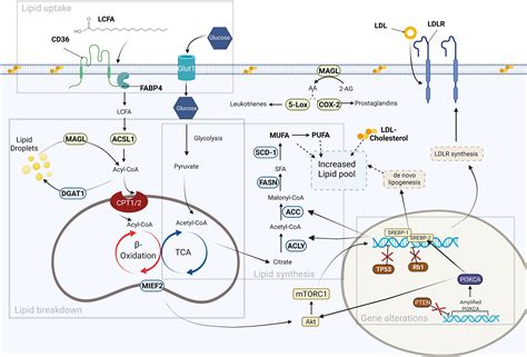 Targeting lipid metabolism in the treatment of ovarian cancer | Oncotarget