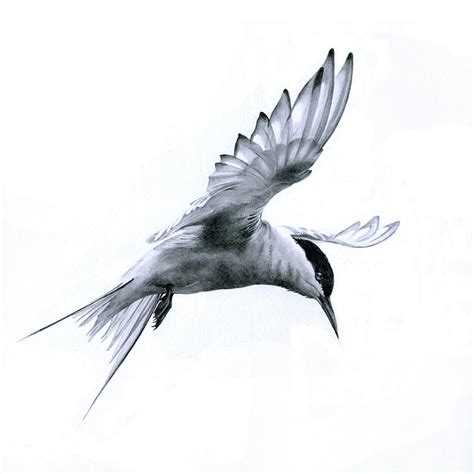 Bird In Flight Drawing at GetDrawings | Free download