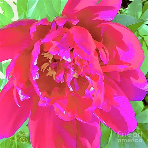 Crimson Flower Photograph by Lynne Paterson - Fine Art America