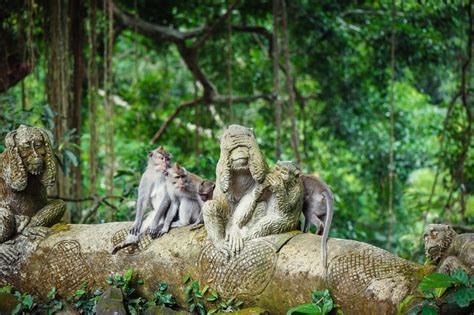 Ubud Monkey Forest , Bali, Indonesia - Sports-Outdoors Review - Condé Nast Traveler