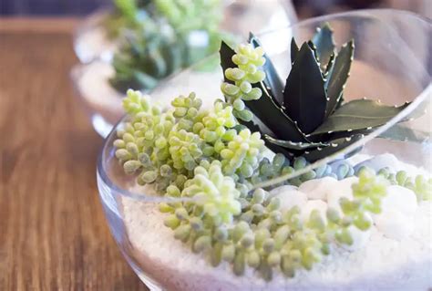 How To Care For Succulents In a Glass Bowl - Amaze Vege Garden