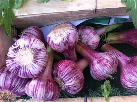 5 Must-Grow Hardneck Garlic Varieties – Bountiful Gardener