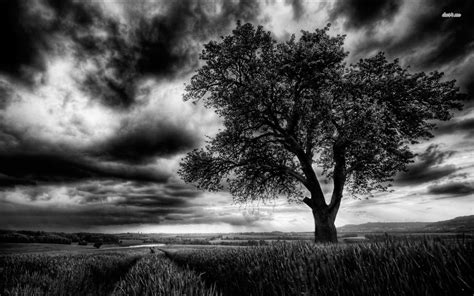 Dark tree on the field HD wallpaper | Field wallpaper, Dark tree, Dark landscape