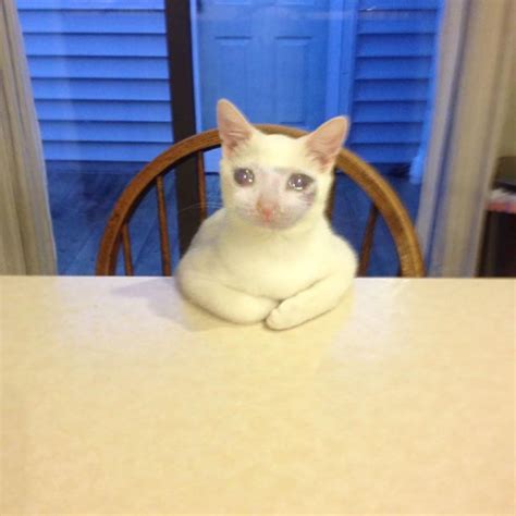 very table sad cat sad : r/sadcats