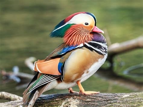 Mandarin Duck Bird Facts (Aix galericulata) | Bird Fact