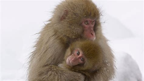 Snow Monkey Babies | Nature on PBS - YouTube