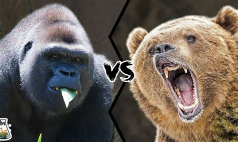 GRIZZLY BEAR VS WESTERN GORILLA – Who would win a fight?