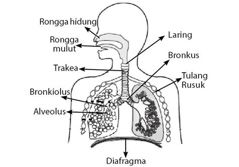 Pengertian Sistem Pernapasan Pada Manusia - Homecare24