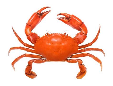 10 Different Types of Crabs – Nayturr