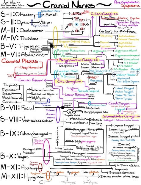 Cranial Nerve Diagram