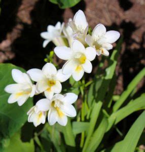 18 Distinct Freesia Varieties | Horticulture Magazine