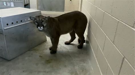 Mountain lion captured after prowling San Francisco neighborhood for days - ABC7 Los Angeles