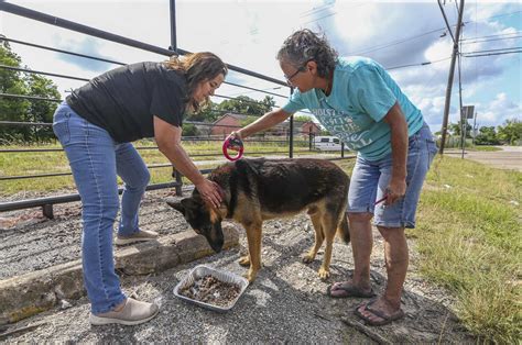 Houston shelters, rescues are battling a stray animal crisis