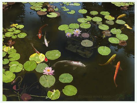 Craig Voigt - Water Lily and Koi fish pond at Huntington Library.