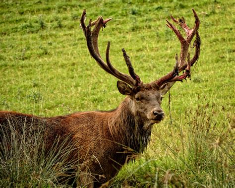 Free Images : nature, forest, prairie, animal, wildlife, wild, horn ...