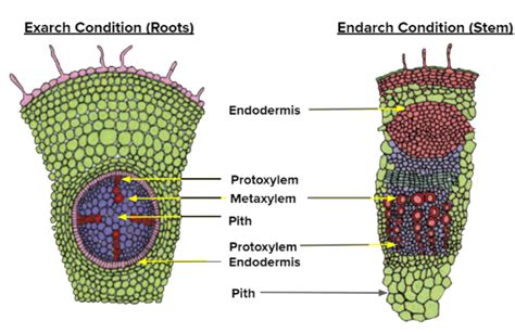 Which of the following statements is/are true?I. Protoxylem and ...