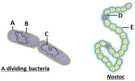 Archaebacteria differ from other bacteria on the basis of 1. Cell ...