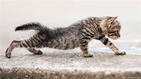 Cute tabby kitten with stripes stretchin his body: free background image