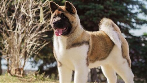 Japanese Akita Dog Breed Information | Purina