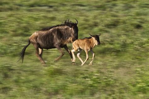 Paul Kirui Safari Blog: The wildebeest calves in Masai Mara