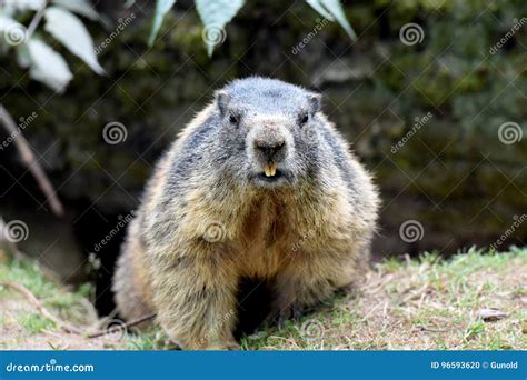 Groundhog stock photo. Image of furred, sitting, animal - 96593620