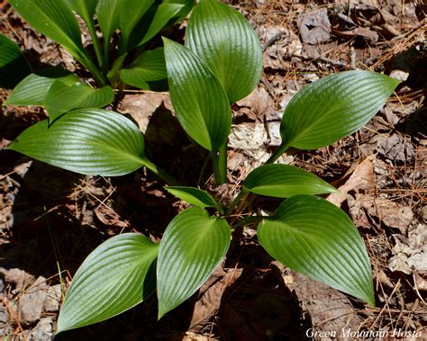 Green Hosta With Purple Flowers