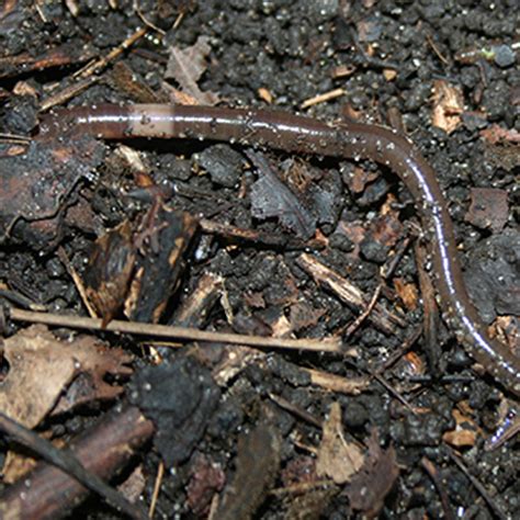 Jumping Worms: What to Do? - SET & The Mulch Store