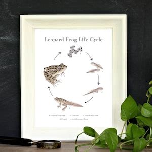 Leopard Frog Life Cycle, Educational Printable Art A4 and 8x10 Watercolor Print, School Room ...