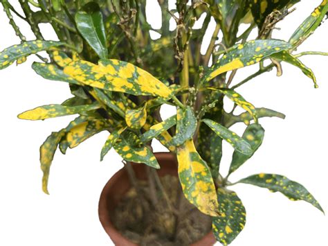 Variegated Croton | Greenit Qatar