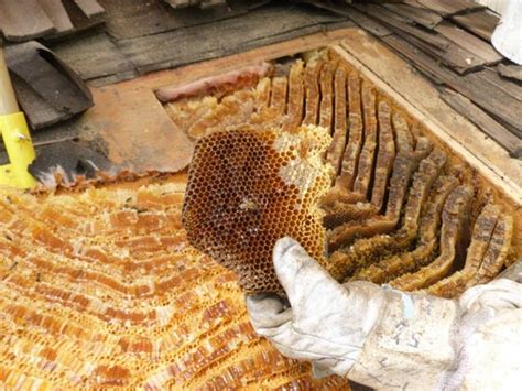 Swarm & Hive Removal – Kentuckiana Beekeepers Association