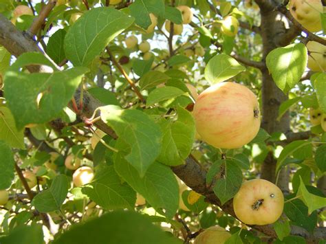 Malus sylvestris (L.) Mill. | Plants of the World Online | Kew Science