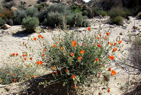 Plant Life of the Colorado Desert