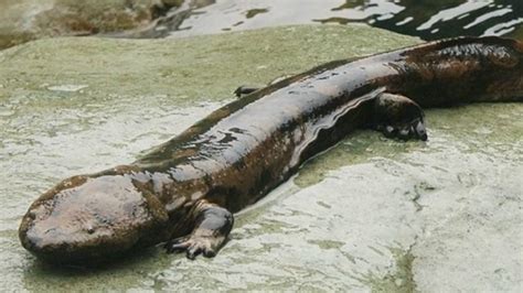 World's Largest Amphibian 'Chinese Giant Salamander' on The Verge of ...