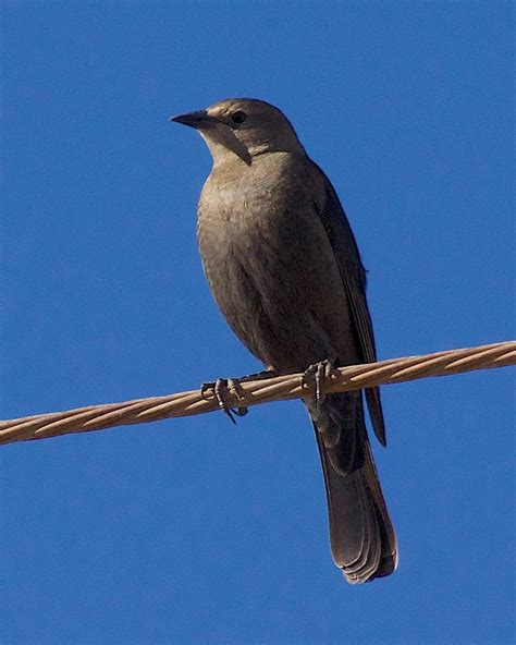 BirdsEye Photography: Brewer's Blackbird Photo by Gerald Hoekstra