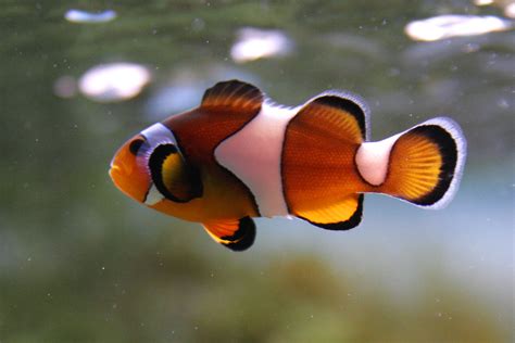 File:Clown fish.jpg