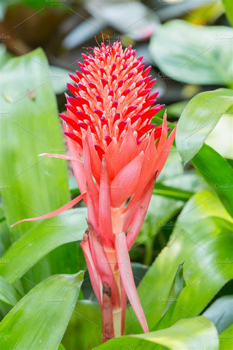 Bromeliad flower spike | High-Quality Stock Photos ~ Creative Market