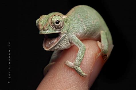 10+ Chameleon Babies That Will Make You Fall In Love With Lizards | Bored Panda