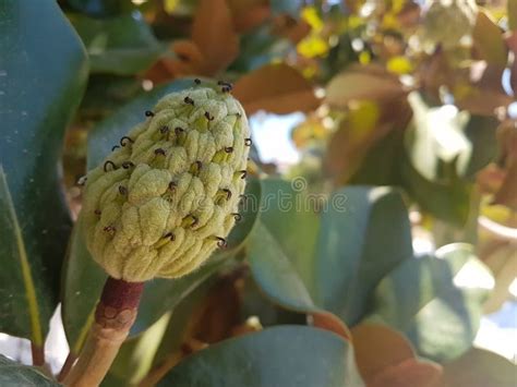 Magnolia tree seeds stock photo. Image of lithuania, bark - 47167714