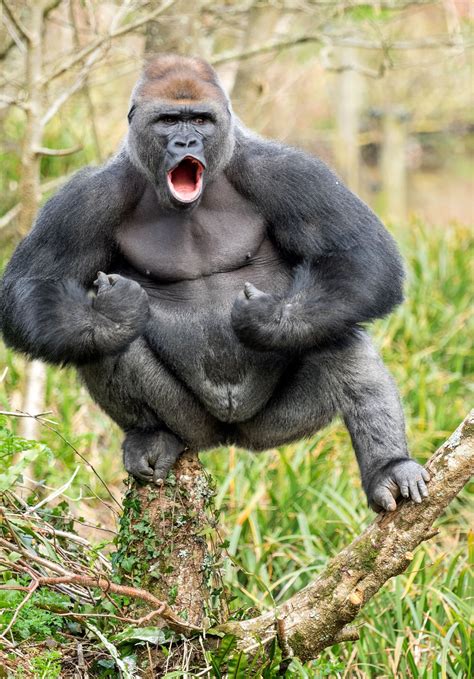 This gorilla is 28-stone of muscle and he wants to fight you | Metro News