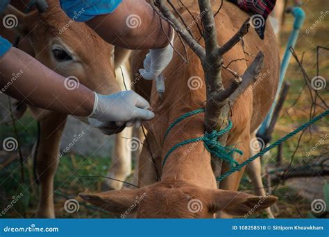 Farmer Apply Vaccination Foot and Mouth Disease Cow Stock Photo - Image ...