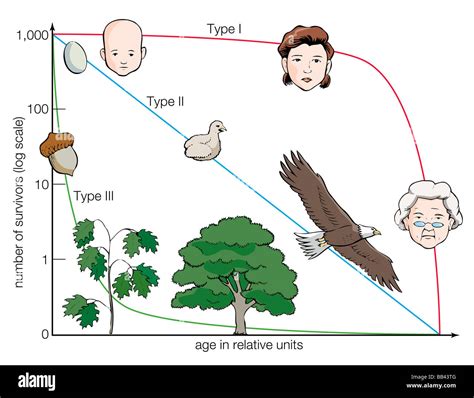 Survivorship curves showing the idealized survivorship patterns of three categories of organisms ...