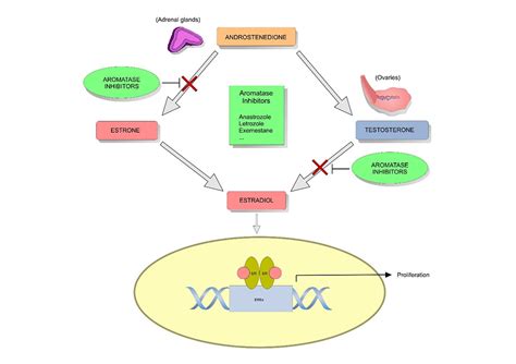 Hormone Therapy for Cancer Influencing Breast Cancer Treatment | NFCR