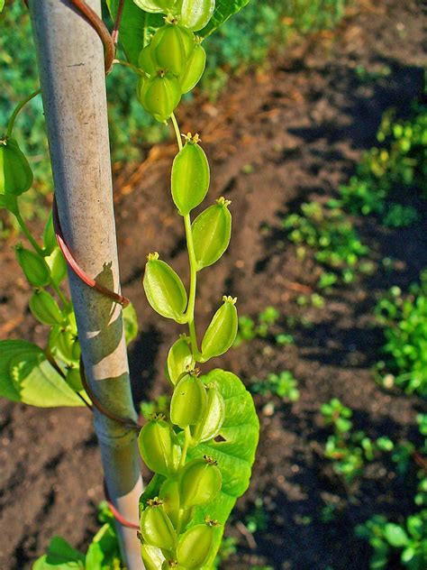 Reforestation and the Medicinal Uses of Trees -Liliana Usvat Research: Wild Yam (Dioscorea ...