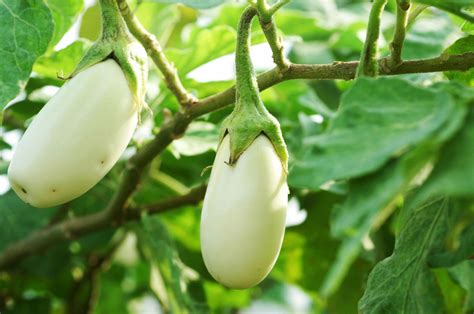 A member of the nightshade family, eggplant is thought to be a native of India. Many of us are ...