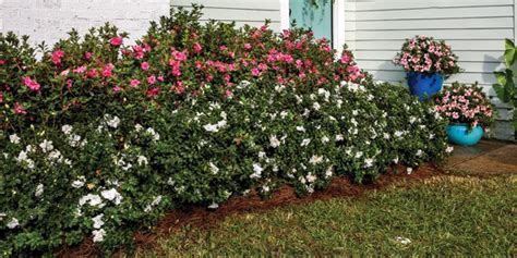 Dwarf Encore Azaleas: Small in Habit, Bold on Blooms | Encore Azalea