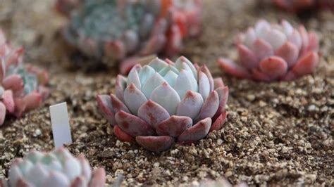 How To Grow Succulents From Seeds (An Easy Guide)