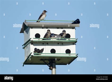 Purple Martin - nesting in Purple Martin house Progne subis Brazos Bend State Park Texas, USA ...