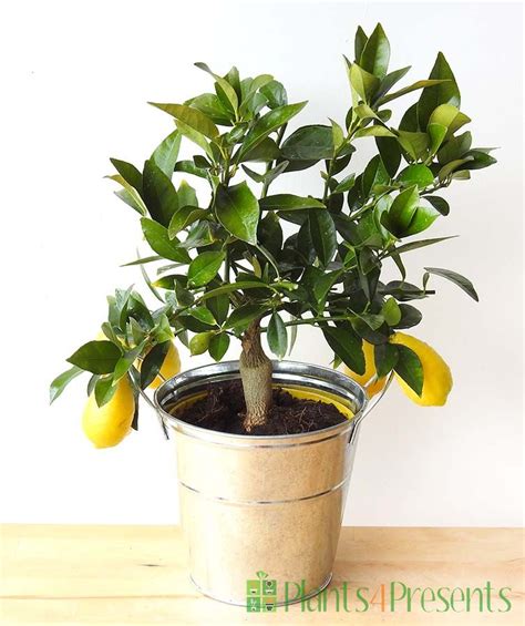 These fruity miniature lemon trees make a great gift with next day delivery