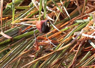 276 - NORTHERN JACANA (2-6-2021) santa cruz river at ina r… | Flickr